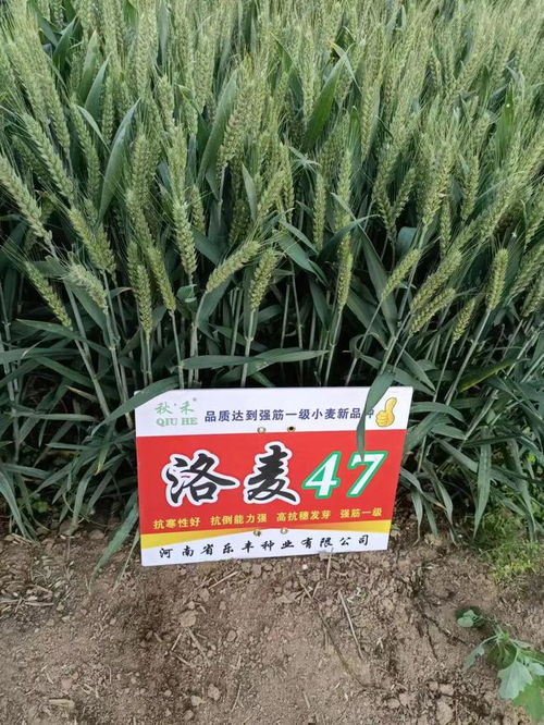 一粒麦子的丰年乐章 祝贺乐丰种业洛麦47线上招商会成功召开