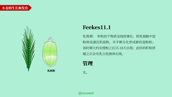 农产品基础知识系列之小麦一生·一粒麦子的生命旅程
