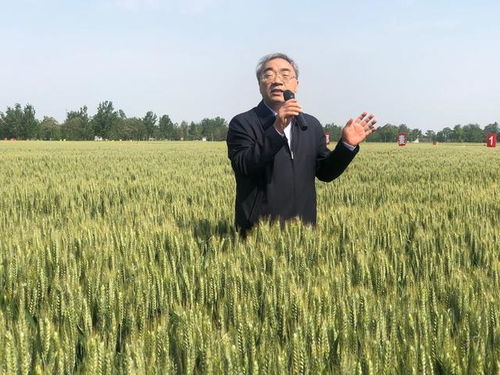 风吹麦浪碧如海，粮食安全稳如山——从一粒麦子说起