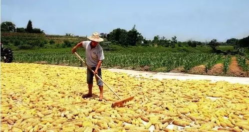 故乡的召唤 一粒麦子的归途