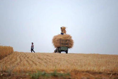 粒粒皆辛苦 一粒麦子的生命旅程