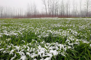 小雪不见雪，小麦粒要瘪——农谚里的节气智慧与冬小麦的生长密码