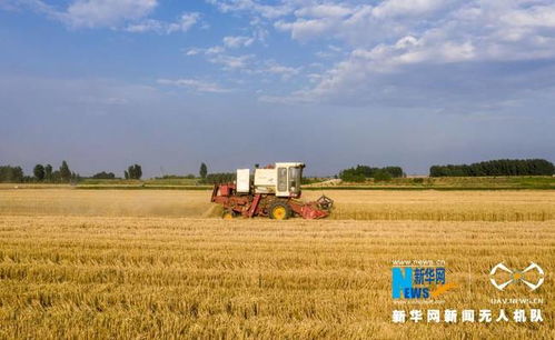 一粒麦子，见证粤地丰年 广东频道聚焦农业高质量发展新图景