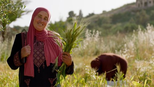 一粒麦子 从田野到餐桌的风味革命