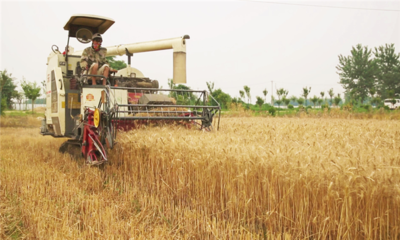 镜头 | 淮上区 岁岁收麦 今又丰收 一粒麦子的旅程